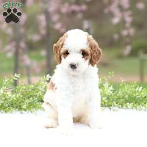 Carolina, Mini Goldendoodle Puppy